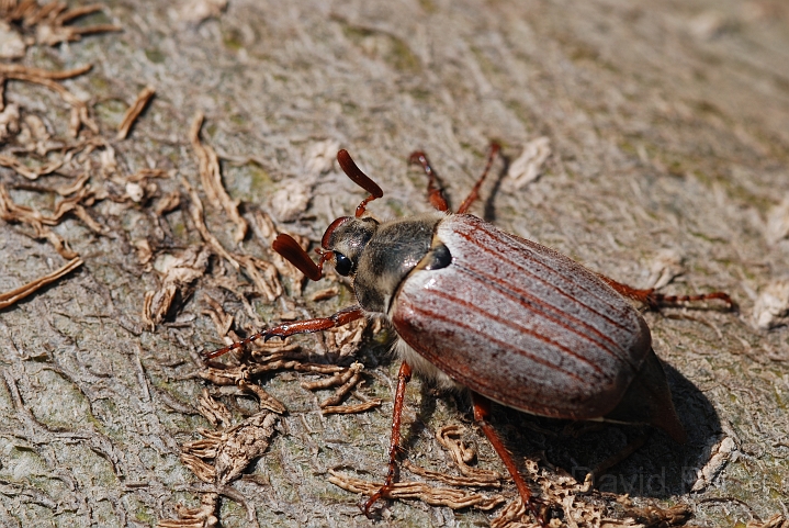 Cockchafer - A.JPG - Cockchafer - Cotswold